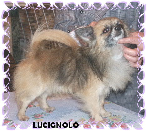 Lucignolo (Sans Affixe)