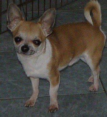 des Petits Mickeys - Chihuahua - Portée née le 10/08/2010