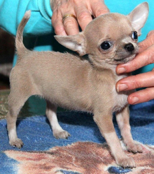 des Petits Mickeys - Chihuahua - Portée née le 30/10/2010