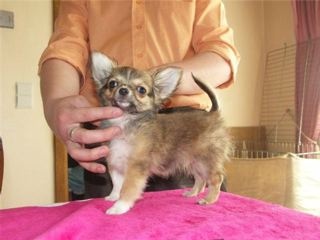 des Petits Mickeys - Chihuahua - Portée née le 30/12/2008