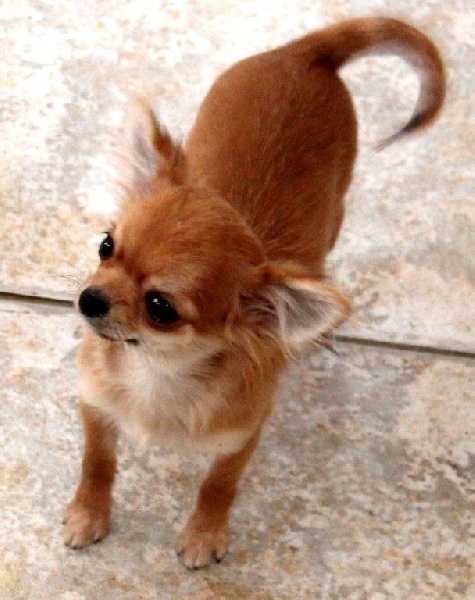 des Petits Mickeys - Chihuahua - Portée née le 28/10/2010