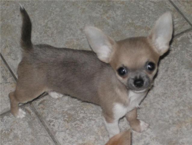 des Petits Mickeys - Chihuahua - Portée née le 18/09/2009
