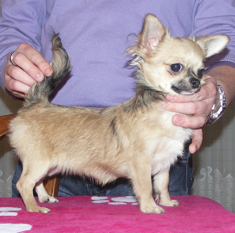 des Petits Mickeys - Chihuahua - Portée née le 16/07/2010