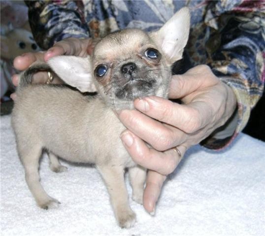 des Petits Mickeys - Chihuahua - Portée née le 24/12/2009