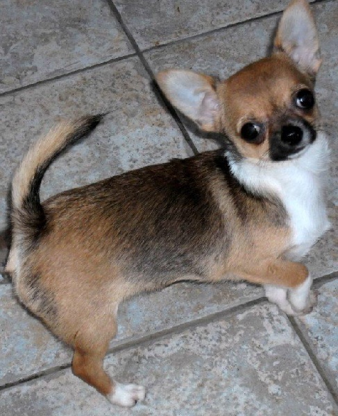 des Petits Mickeys - Chihuahua - Portée née le 25/02/2011