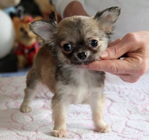 des Petits Mickeys - Chihuahua - Portée née le 30/12/2011