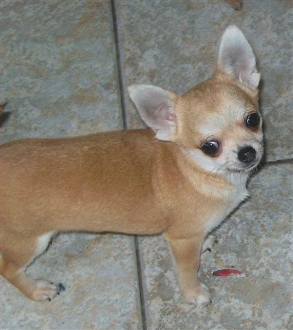 des Petits Mickeys - Chihuahua - Portée née le 24/12/2009