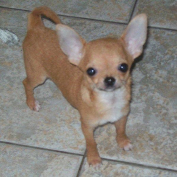 des Petits Mickeys - Chihuahua - Portée née le 23/12/2009