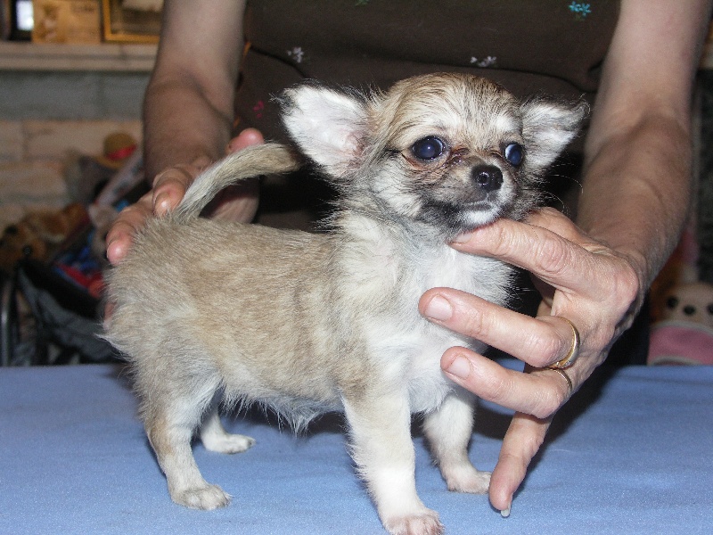 des Petits Mickeys - Chihuahua - Portée née le 01/07/2009