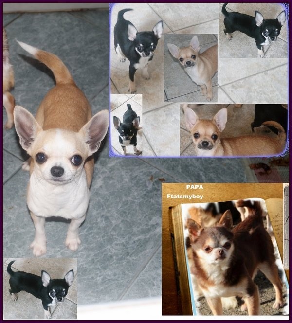 des Petits Mickeys - Chihuahua - Portée née le 30/11/2016