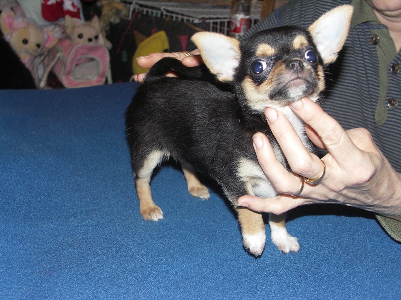 des Petits Mickeys - Chihuahua - Portée née le 29/12/2008