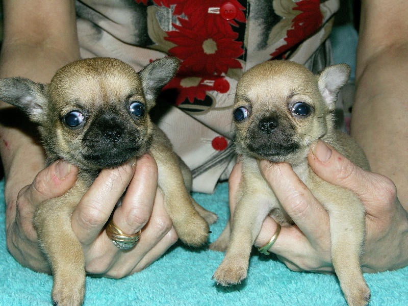 des Petits Mickeys - Chihuahua - Portée née le 18/03/2009