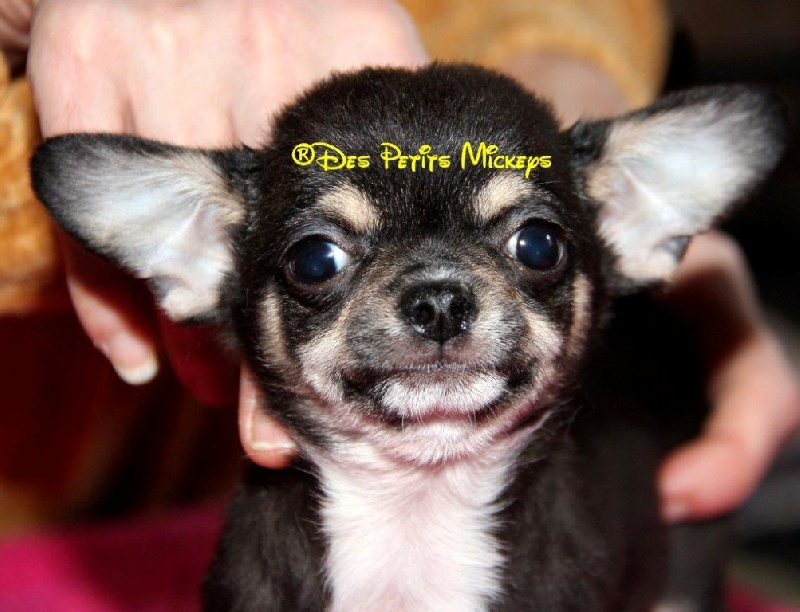 des Petits Mickeys - Chihuahua - Portée née le 25/12/2010