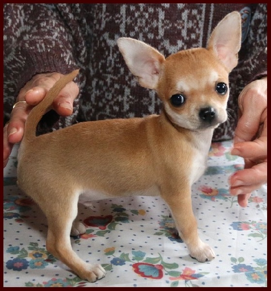 des Petits Mickeys - Chihuahua - Portée née le 16/11/2015