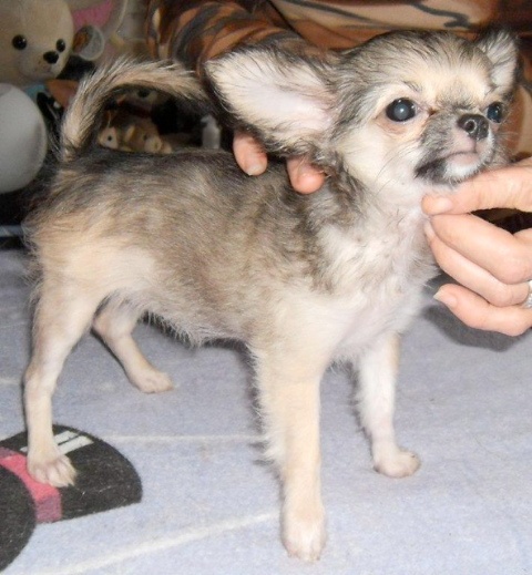 des Petits Mickeys - Chihuahua - Portée née le 01/06/2011