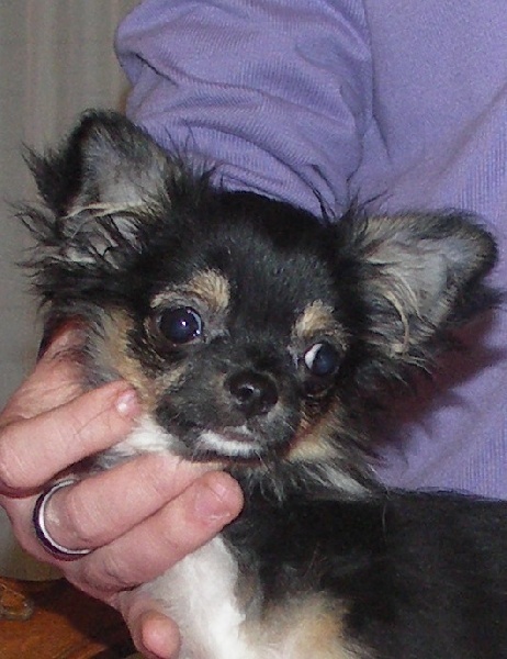 des Petits Mickeys - Chihuahua - Portée née le 29/09/2010