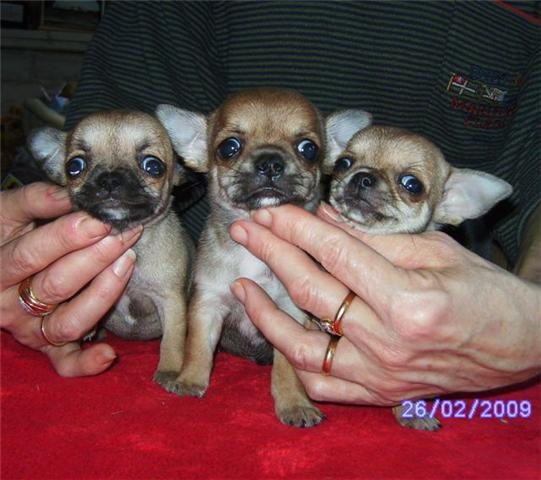 des Petits Mickeys - Chihuahua - Portée née le 22/01/2009