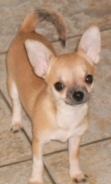 des Petits Mickeys - Chihuahua - Portée née le 10/02/2011