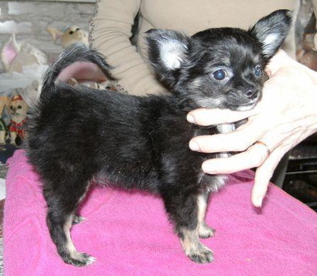 des Petits Mickeys - Chihuahua - Portée née le 25/12/2009