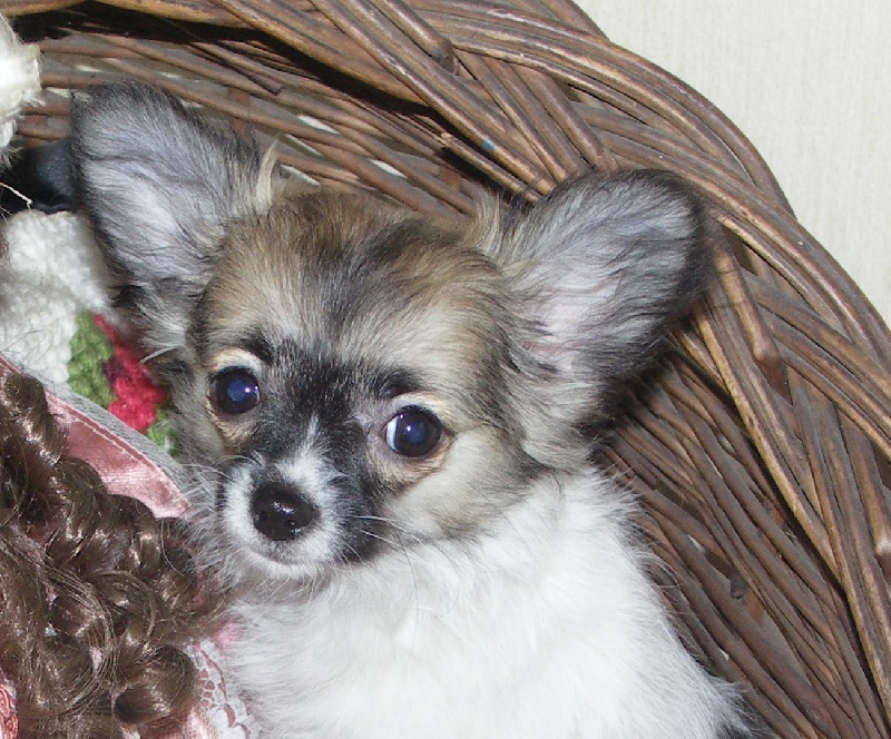 des Petits Mickeys - Chihuahua - Portée née le 12/08/2009
