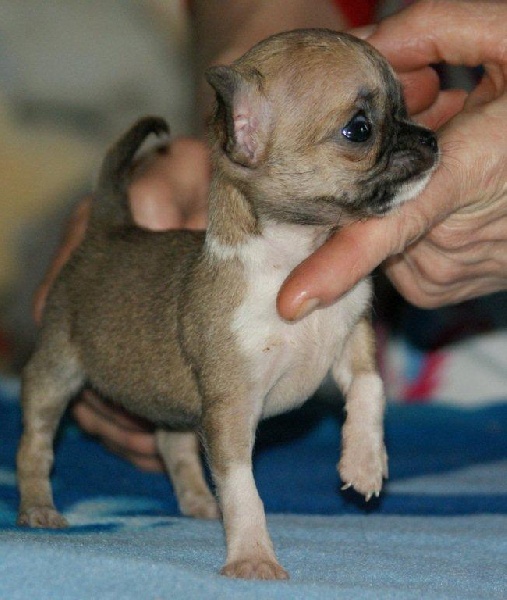 des Petits Mickeys - Chihuahua - Portée née le 18/04/2010