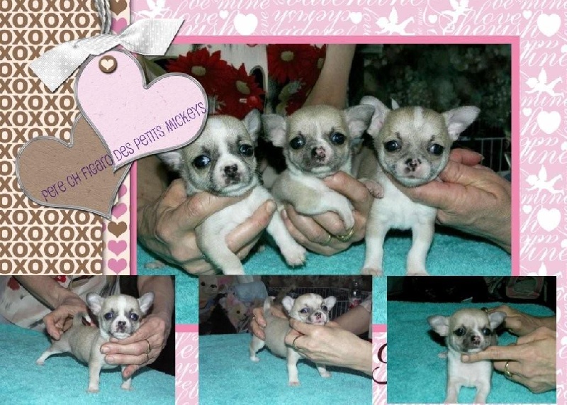 des Petits Mickeys - Chihuahua - Portée née le 21/03/2009