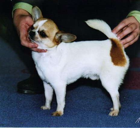 Filibert des Petits Mickeys