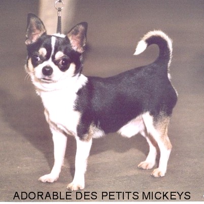 CH. Adorable des Petits Mickeys