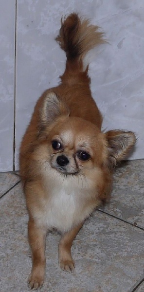 Loverboy des Petits Mickeys