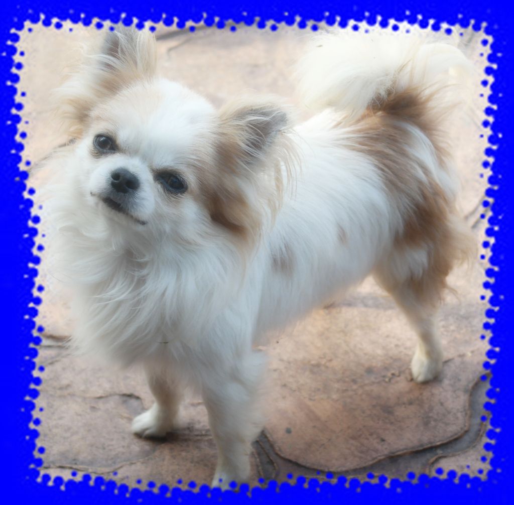 Paquito-pl des Petits Mickeys